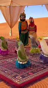 Royal Parrot Dance Party! 👑🦜 #ParrotKing #RoyalPets #ParrotDance #ViralAnimals #CuteParrots | Talking Parrot