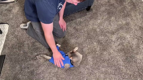 T'CHAQUE Cat Clothes Surgery Recovery Suit for Female Male, Cat Onesie Pet Surgical Pajamas Hind Legs Long Sleeve, Abdominal Wound Skin Diseases, E-Collar Alternative, Spay Recovery Suit, Gray-S