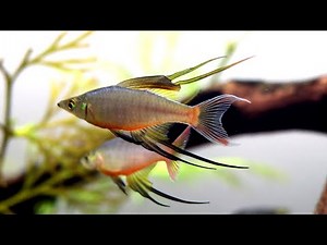 Threadfin Rainbowfish and Male Molly Fish