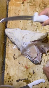 1.3M views · 2.2K reactions | Some mates caught a tiger a few weeks ago that had this little blue shark head and shoulders inside it, I took it out last night to see if it was in a condition that could be saved and after looking at it, I think it will be fine. #reels #sharks #foryou #fyp #videos | Hunter SHARK JAW Restoration | Facebook