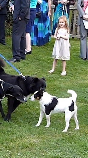 7.4K views · 25 reactions | She’ll have a paw-sitively unique wedding story to tell! | Poke My Heart | Facebook