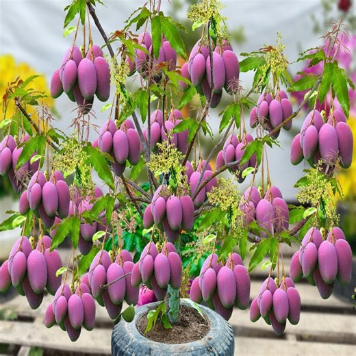 24K views · 156 reactions | The better way of mango growing__ tips and having a lot of fruitful. | Tree Garden | Facebook