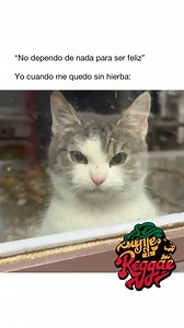 1.3M views · 30K reactions | Mira    ❤️  #amor #vida #2025 #rasta #rastas #dreads #dancehall #arte #dreadlocks #reggae #reggaemusic #felizaño #rock #vacaciones #buenosaires #argentina #mundo #mexico #reggaeville #reggaelovers #reggaemusicforever #rootsreggaemusic #sweetreggaemusic #rootsrockreggae #bobmarley #bobmarleyquotes #dancehall #cancion #sesienteelreggae | Se Siente El Reggae | Facebook