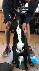 1K views · 131 reactions | Our sweet boy has had some complications...