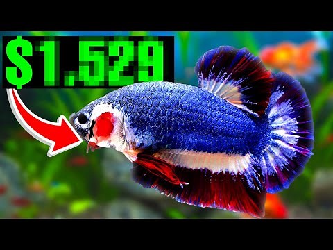 World's Most Expensive Betta Fish