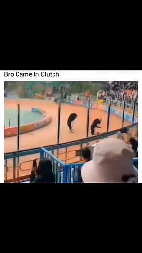 Piracy king on Instagram: "💀 #fy #fyp #explore #explorepage #reel #funny #real #edit #viral #trending #bear #circus #trick #bycycle #joke #meme #cluth"