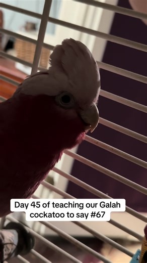 #fypシ゚viral #67 #fyp #birdsoftiktok #talkingparrot