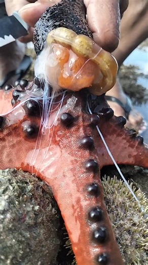 🖤🌊🥒 | Hermogenes Melgar