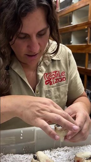 BABY OLIVE PYTHON 🐍 He’s getting a little help popping out of that egg🥚