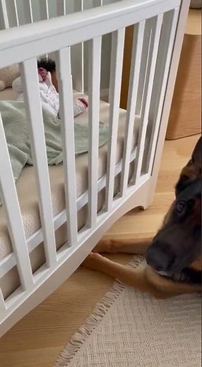 German Shepherd Gently Babysits Baby During Peaceful Naptime 🐾💤