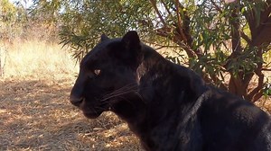 128K views · 10K reactions | This is our last installment of our 'Meet the Characters' series and you could say we've saved the best for last. Meet Coal and Nikita two of our resident black leopards. Learn what makes these beauties tick (pilchards) and find out if they really do have spots under all that fur. Wishing you all a weekend filled with family, nature and peace. Leave that phone at home and #hugatree. #blackleopards #digitaldetox #lionwhisperer | Kevin Richardson | Facebook