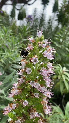 Things going on outside 😆 #california #nature #bee #dog