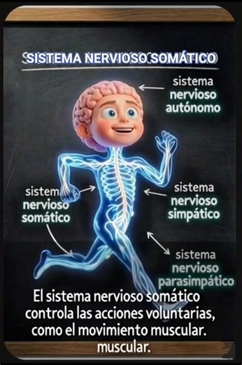 ¡Tú tienes el control! 🎮 Sistema Nervioso Somático 🩻