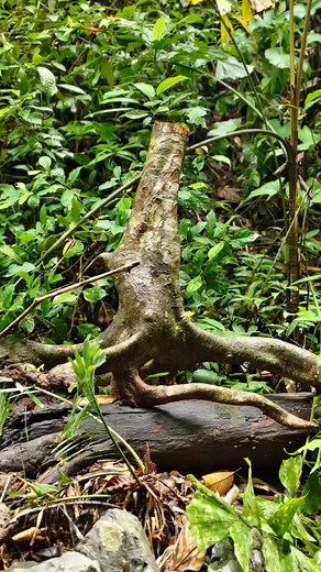 4.5M views · 110K reactions | #highligtseveryonefollowers #joebartcarving Ito ang processo ko sa pg gawa ng woodworking project. | Joeb Villanueva | Facebook