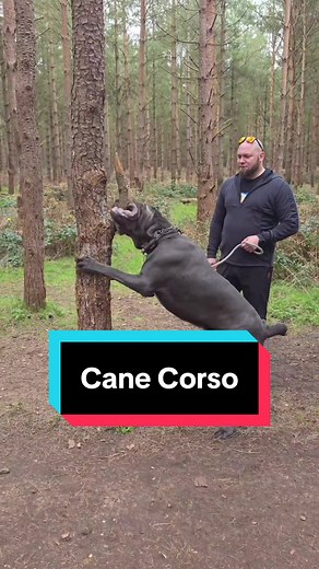 Cane Corso: Der perfekte Familienhund