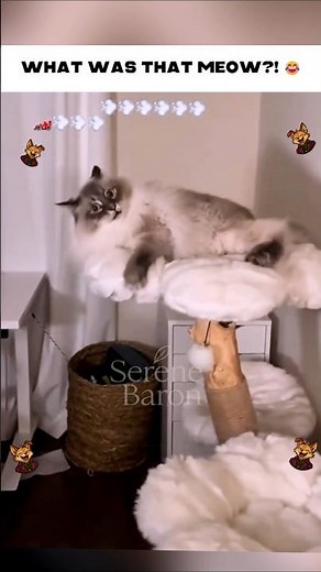 These cat sounds are actually hilarious 😂 #cutecats #animals #fyp