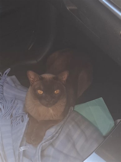 A Heartwarming Look at Burmese Cats