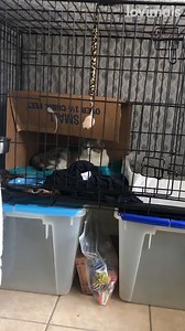 33K views · 1K reactions | They're so patient with her 凉 | Lovimals | Facebook