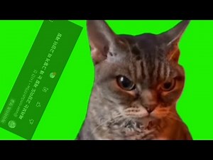 | 째려보는 고양이 밈 크로마키 공유 | Grumpy cat meme green screen |
