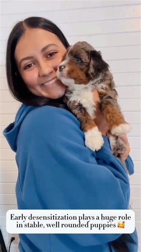 F1 mini & f1b micro Bernedoodle Breeder on Instagram: "Behind the scenes of raising stable, confident puppies: our desensitization routine. We regularly work through a full 10-step handling process - gently touching their noses, opening their mouths, rubbing their bellies, checking their paws, running our fingers through their ears, and even lightly twisting their tails. All the little areas they’ll need to be comfortable with for grooming, vet visits, and everyday family life. These early exper