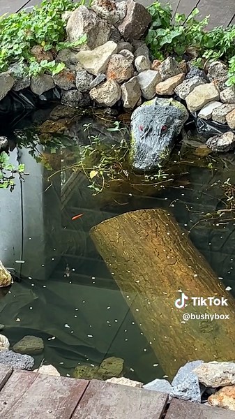 Bushy Box Tree Stump Hideout for Reptiles