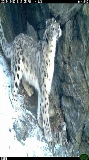 Snow Leopard Facts and Features