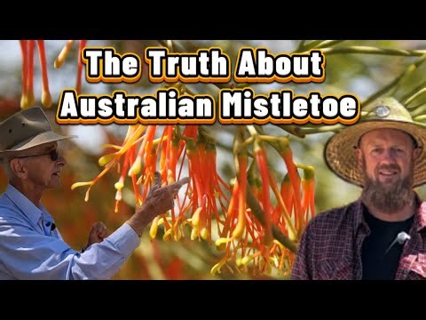 The Truth About Australian Mistletoe
