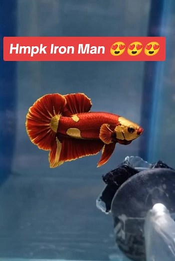 HMPK Iron Man Betta Fish Care and Beauty Tips