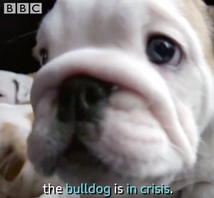 2.1M views · 14K reactions | After years of in-breeding, the British Bulldog is in crisis and could die out. Catherine Tate explores how we can start putting the dogs first. | BBC One | Facebook