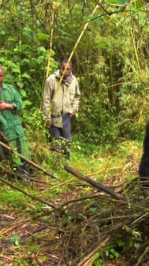 Awesome gorillas on TikTok