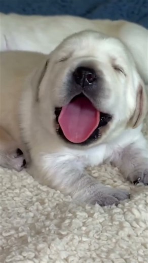 Labrador Retriever Barking 🐕🔥 | Cute & Powerful Dog Barking Sound #Shorts