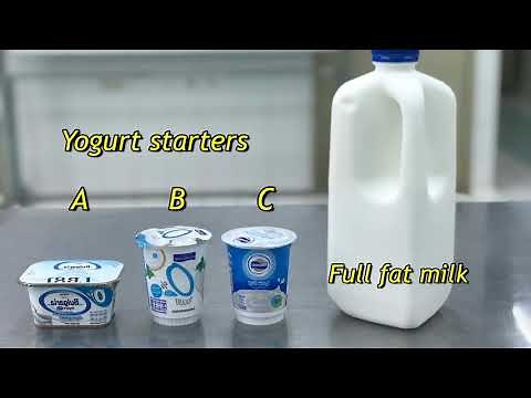 Fermentation of yogurt