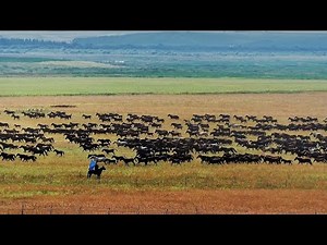 Live: Amazing view of hundreds of galloping horses in Zhaosu, NW China's Xinjiang