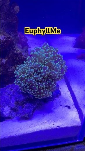 Frogspawn, Torch and Hammer Corals #aquarium #reeflife #nanoreef #gratefuldead