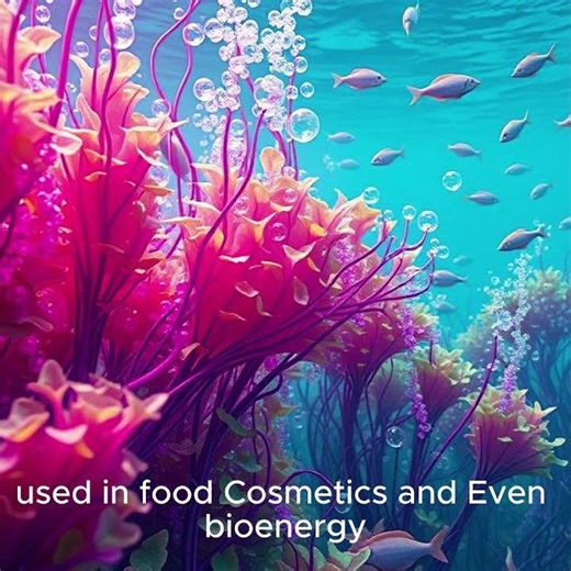 Algae: benefits and ecological importance!