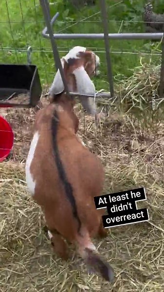 Goat gets stuck in fence and screams like a human