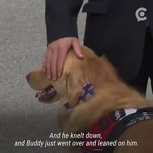 4.1M views · 1.4K reactions | Meet Buddy, the funeral therapy dog that's comforting people who are in grief. | UpNorthLive | Facebook