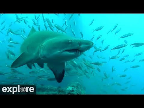 Cape Fear - Shark Cam Compilation!