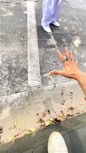 Jumping Up While Lying Down Is The Legendary Frog Power. I Can't Believe You Can Do It Too. #Sugar