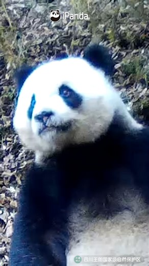 This adult wild panda faces almost no predators, never lacks food, and has very few worries. #HiPanda #PandaMoment #FBLive #PandaFun #AGreenerEarth #BambooForNature For more panda information, please check out: https://en.ipanda.com | iPanda