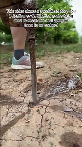 Hydrating the Roots: Deep Soil Injection in Action 🌳💧 #SmartFarming #Agriculture #OddlySatisfying