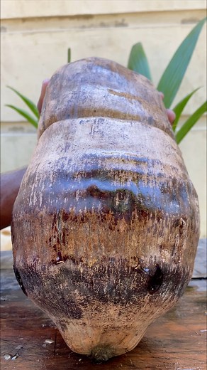 101K views · 925 reactions | fresh ripe coconut cutting #fruit #reel 便便 | fruits and nature | Facebook
