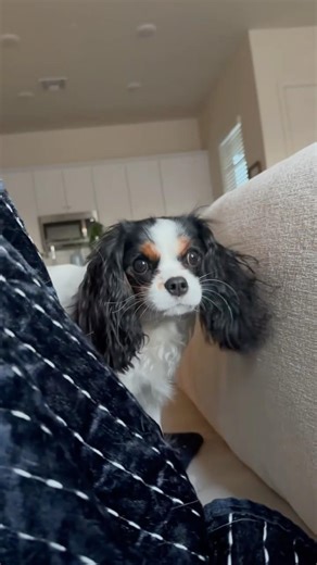 What counts as “something bad” 😈🐶 #dogshorts #cavalier #puppy #pets #cutedog #doglife