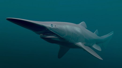 Goblin Shark: Key Facts, Lifespan, Habitat and Information - Discovery UK