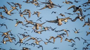 Cash Money Single Reed Duck Call Inserts (Smoke) (Black) (Red (Clear) (Green) (Blue) (Pink) (Bourbon)