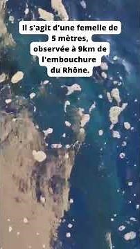 Un grand requin blanc filmé par des pêcheurs près des côtes de Camargue