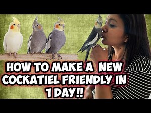 Our new Cockatiel's first day at home & How to make a grown up Cockatiel friendly in 1 Day | Tips