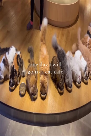 Visiting a Cat Café in Japan: My Bucket List Dream