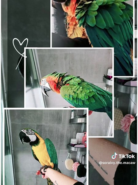 shower time for our jungle dinosaurs 🙈#🇧🇪 #SoraTheBlueandGoldMacaw #macaws #IvyTheHarlequinMacaw
