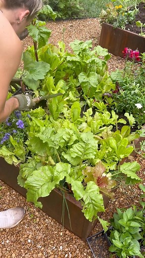 Comment KGA to learn how to set up, plant and harvest from your own kitchen garden with me this summer. This method of inter planting works-it protects the new season’s plants as they grown in while also giving you continuous harvests so you KEEP GOING OUT TO THE GARDEN 🙌🏼 The most certain way to ensure your success in the garden is to be sure you keep spending time in the garden and the best way to be sure you keep spending time in the garden is when it’s: FUN SIMPLE DELICIOUS So don’t empty 